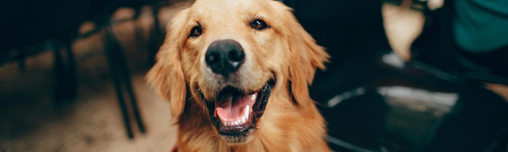 pexels-wildlittlethingsphoto-2253275